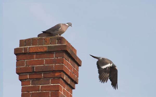 Chimney Animal Removal
