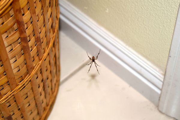 Spider Control Service