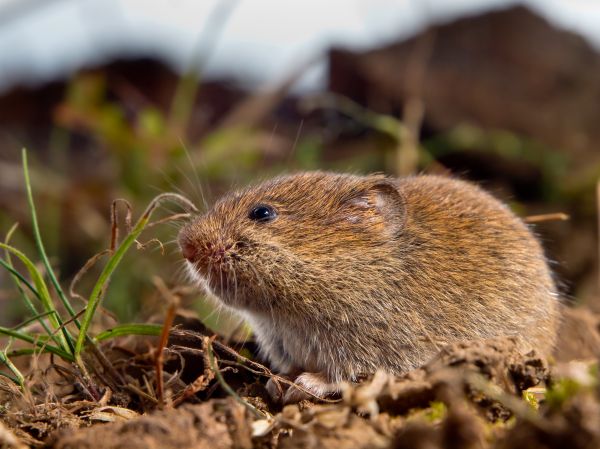Vole Removal