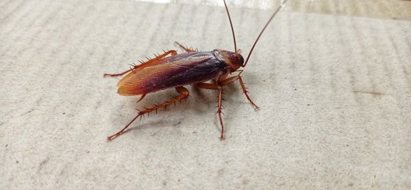 Cockroach Control
