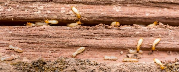 Termite Control