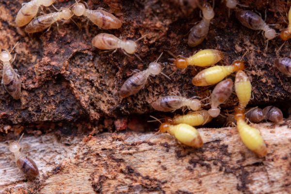 Termite Treatment