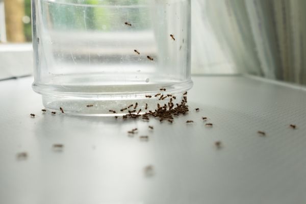 Ant Extermination