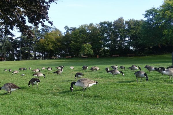 Geese Management