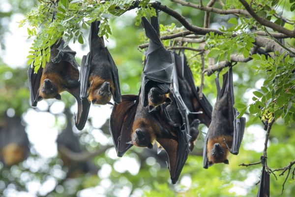 Bat Extermination