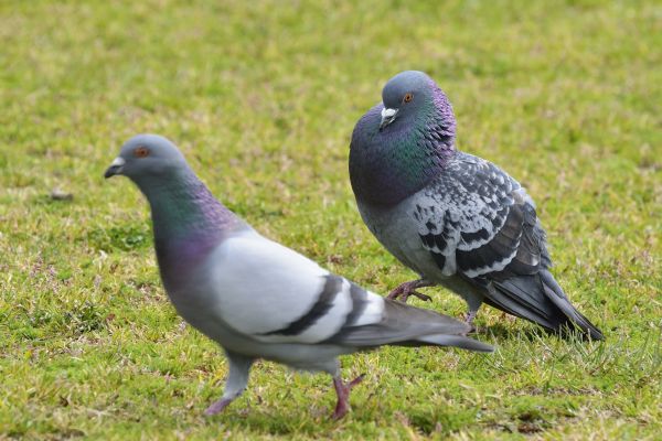 Pigeon Control Service