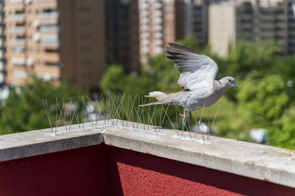 Bird Proofing