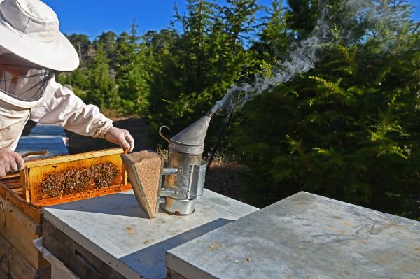 Bee Control Service