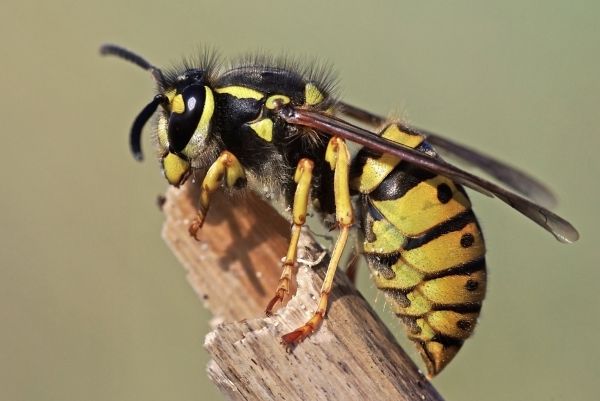 Wasp Extermination