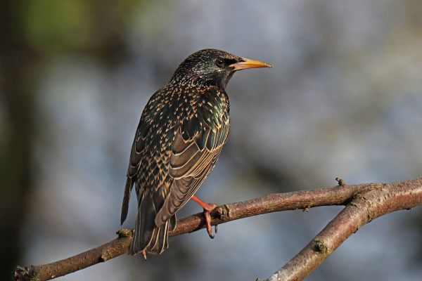 Starling Removal