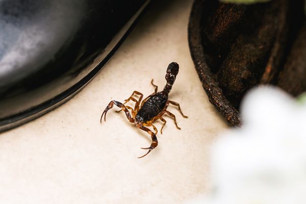 Scorpion Extermination