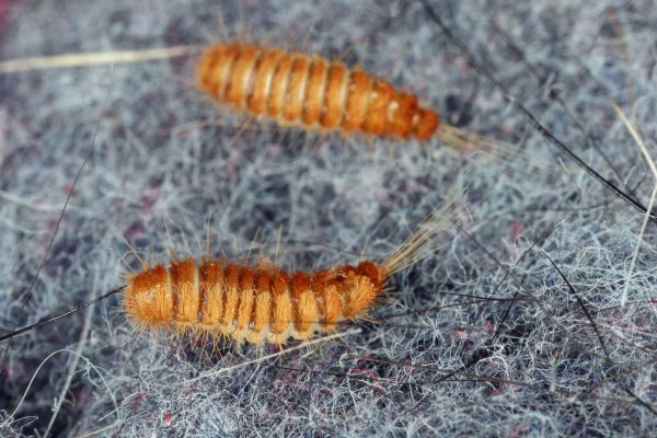 Carpet Beetle Removal