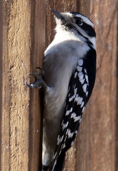 Woodpecker Pest Control