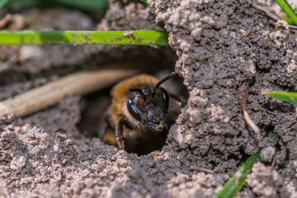 Ground Bees Removal