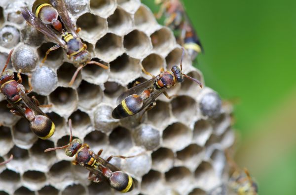 Hornets Nest Removal