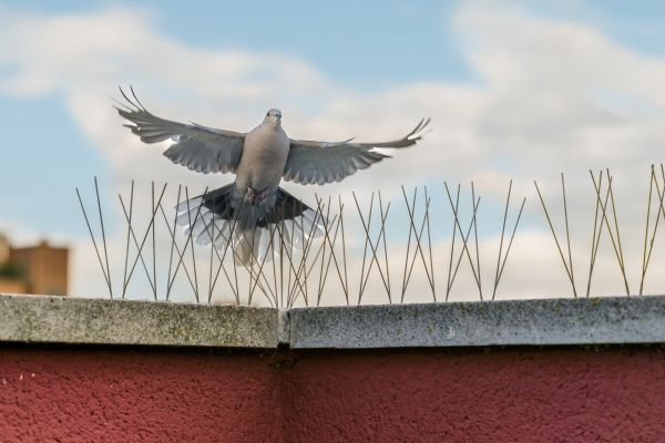 Pigeon Deterrent