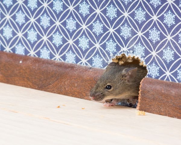 Rodent Pest Management
