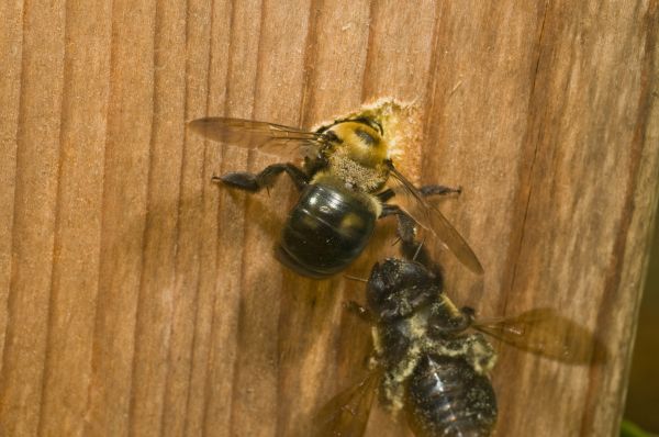 Carpenter Bee Pest Control