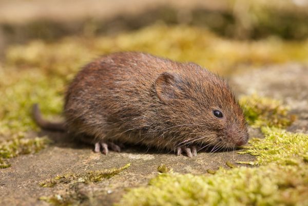 Voles Removal