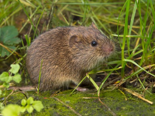 Voles Eradication