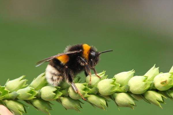 Bumble Bee Extermination