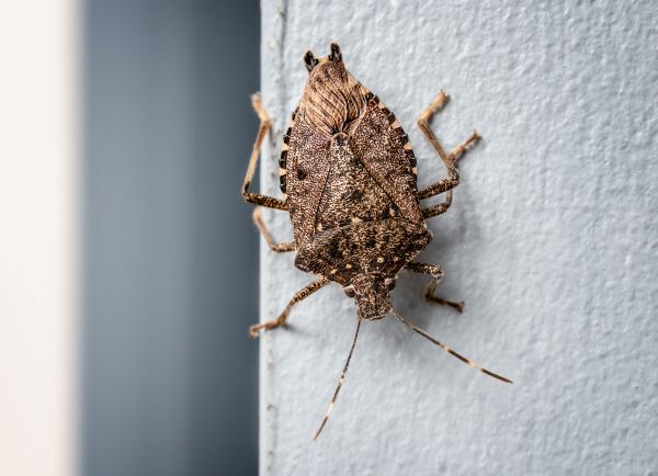 Stinkbug Removal
