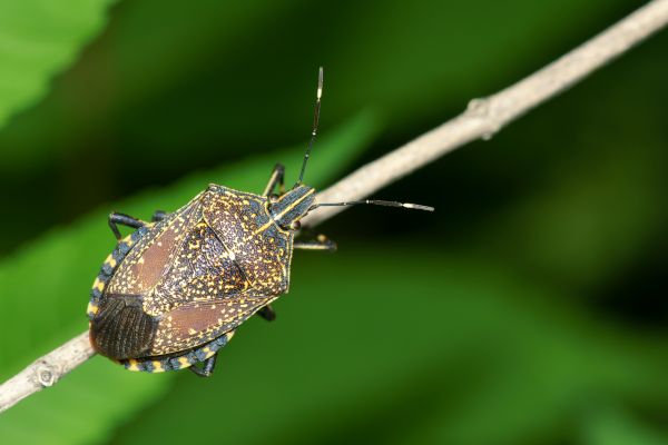 Stinkbug Pest Control