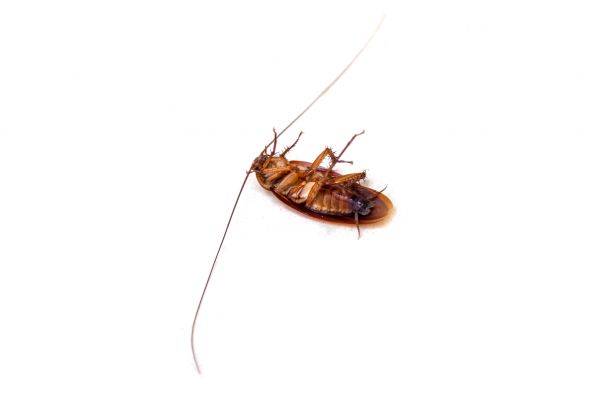 Cockroach Infestation Service