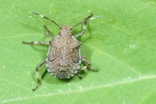 Stinkbug Elimination