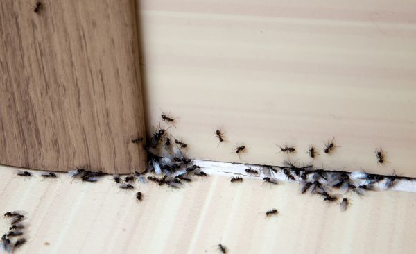 Ant Treatment