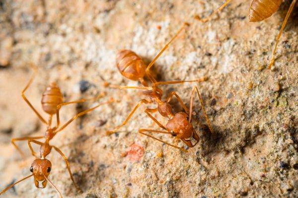 Fire Ant Treatment