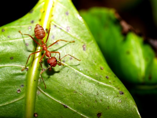 Red Ant Elimination
