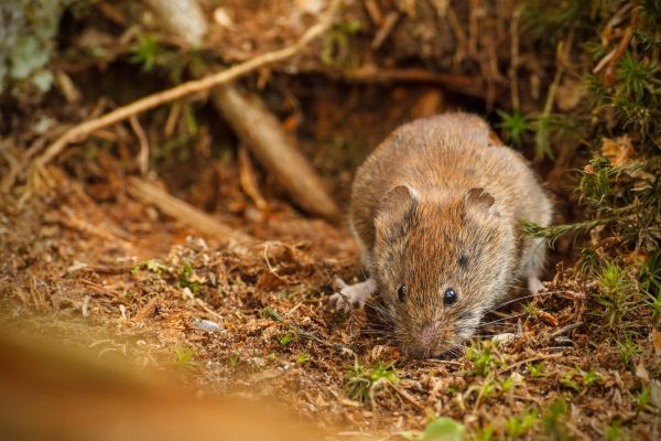 Vole Control Service