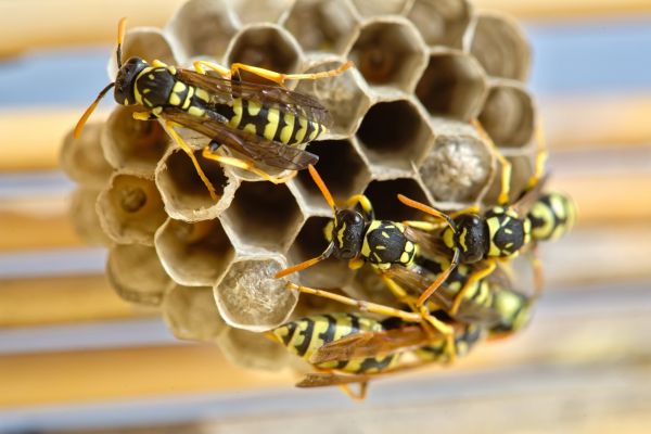 European Hornet Control