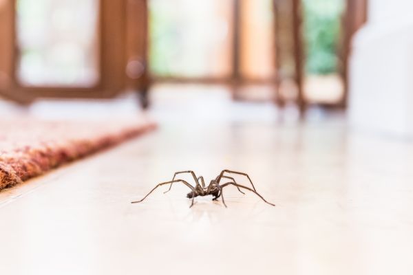 Spider Treatment