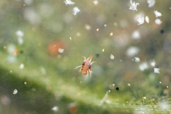 Spider Mite Control