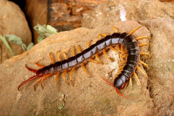 Centipede Extermination