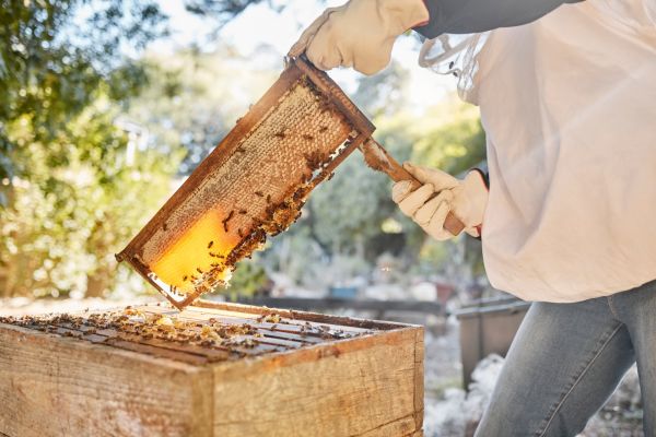 Beehive Extraction