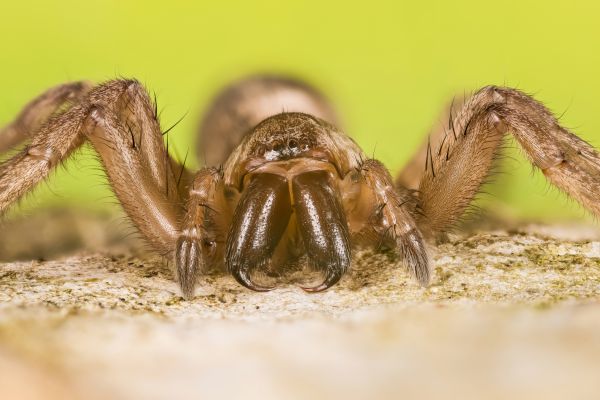 Mouse Spider Elimination