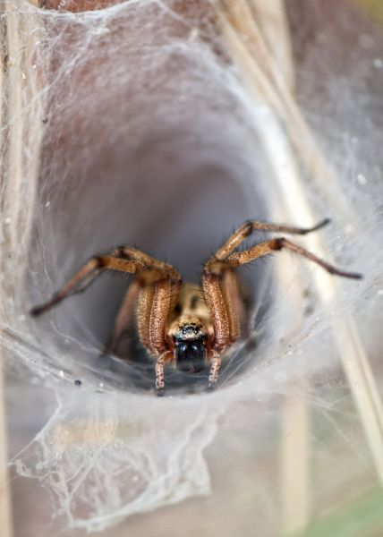 Wolf Spider Removal