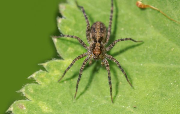 Hobo Spider Removal