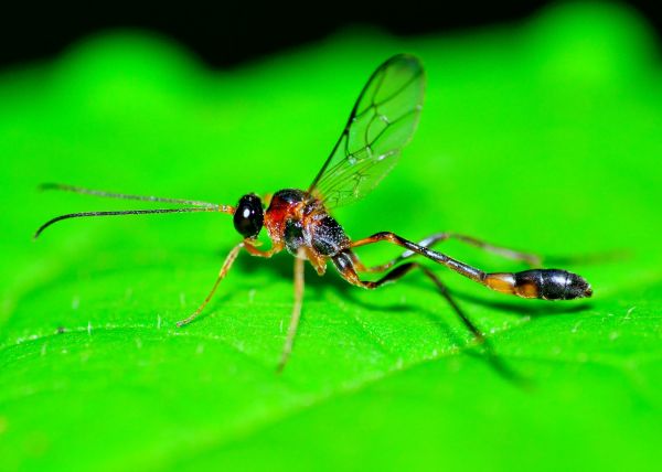 Mud Dauber Extermination