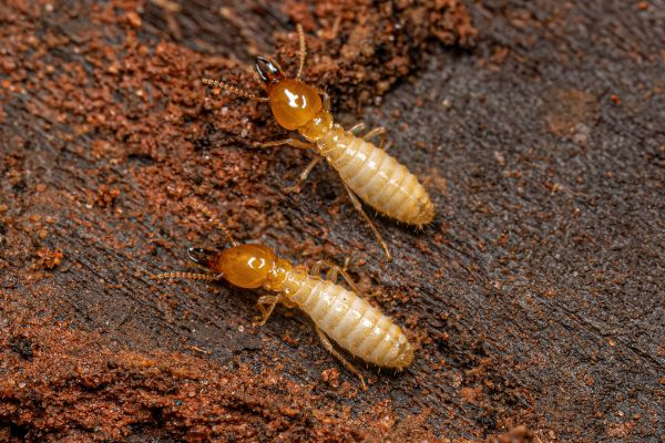 Termites Removal