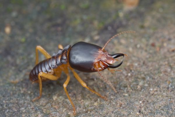 Commercial Termite Treatment