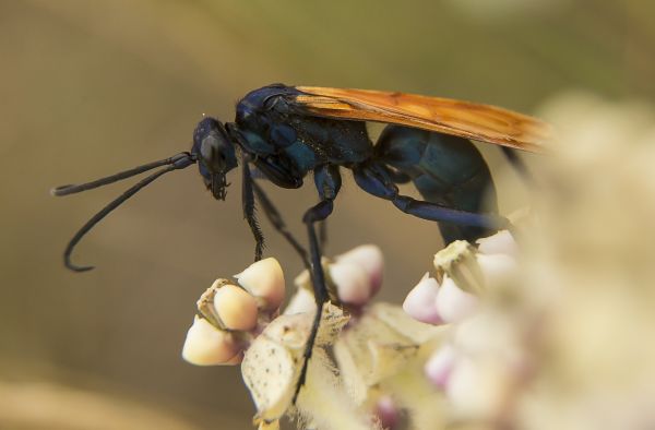 Tarantula Hawk Pest Management