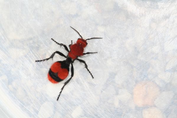 Velvet Ant Pest Control