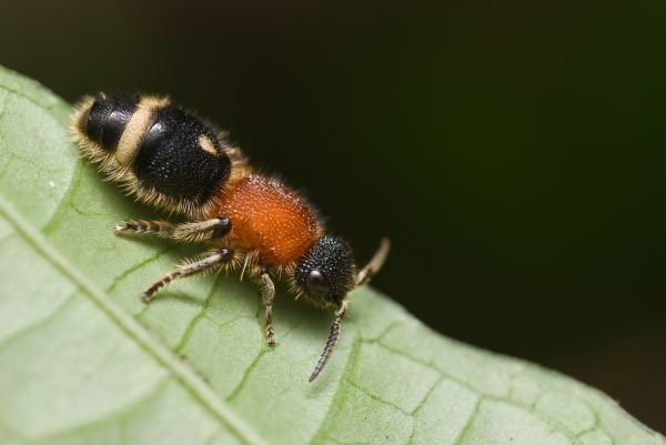 Velvet Ant Control