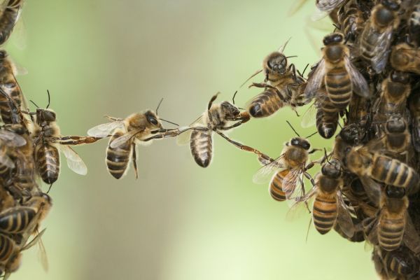 Bee Infestation Treatment