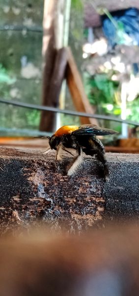 Wood Bee Removal