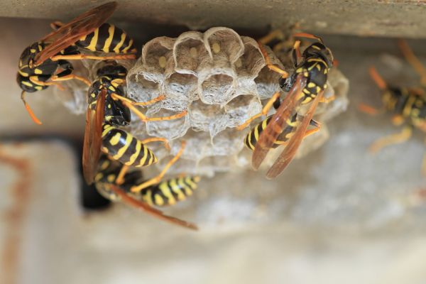 Wasp Management